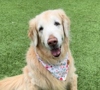 Illustration de l'article : La vidéo touchante d’une Golden Retriever âgée essayant de se faire des amis plus jeunes au parc canin (vidéo)