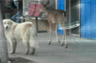 Illustration de l'article : Un cerf et un chien errant ont été interpellés par la police après s’être baladés en ville