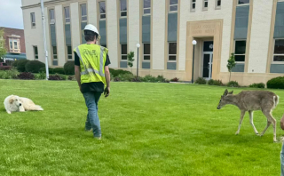 Illustration de l'article : Un cerf et un chien errant ont été interpellés par la police après s’être baladés en ville