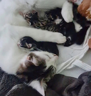 Illustration de l'article : La réaction époustouflante d'une jeune maman chat s'étant vu proposer 3 chatons nouveau-nés rejetés par leur mère