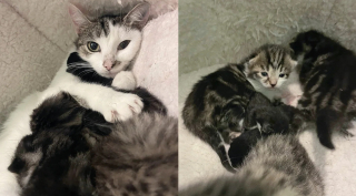 Illustration de l'article : La réaction époustouflante d'une jeune maman chat s'étant vu proposer 3 chatons nouveau-nés rejetés par leur mère