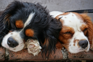 Illustration de l'article : 10 races de chiens prisées par la Royauté