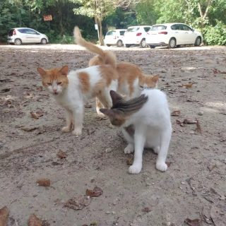 Illustration de l'article : Sous le charme d’un chat errant borgne, un couple de vacanciers décide de lui offrir une nouvelle vie à l’autre bout du monde