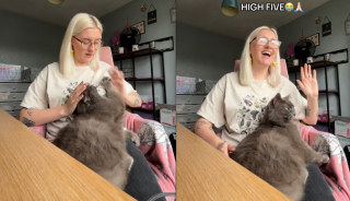 Illustration de l'article : L'émouvant moment où un chat d'habitude distant et rebelle surprend sa maîtresse par un geste d'une grande tendresse (vidéo)