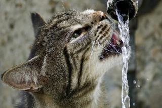 Illustration de l'article : Les 8 activités préférées des chats