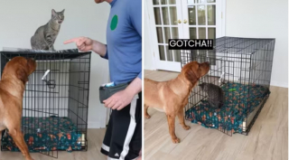 Illustration de l'article : Après avoir appris à fermer la porte de sa cage, un Labrador facétieux en profite pour jouer un mauvais tour au chat de la maison (vidéo)