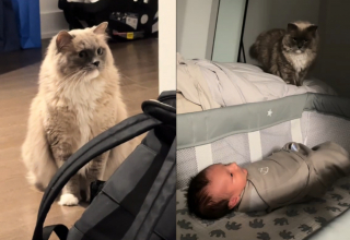 Illustration de l'article : La réaction surréaliste d'une chatte découvrant le nouveau membre de la famille qu'elle prend pour une étrange créature (vidéo)
