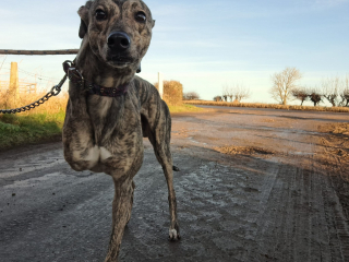 Illustration de l'article : Amputé d’une patte, ce chien de refuge rêve d'un fauteuil roulant qui changerait sa vie et d'une famille pour toujours qu'il l'aimerait tel qu'il est