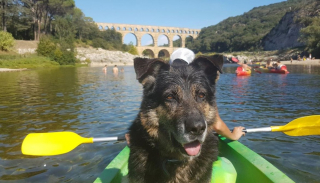 Illustration de l'article : Ils rendent hommage des années plus tard au chien qui est intervenu courageusement pour leur sauver la vie dans un lac