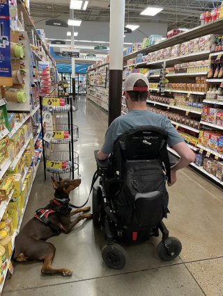 Illustration de l'article : L’admirable persévérance d’une femme qui a entraîné son Dobermann à devenir un chien d’assistance pour son mari en fauteuil roulant (vidéo)