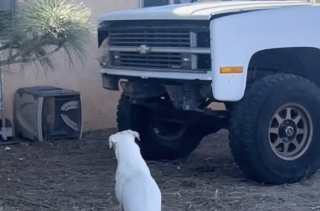 Illustration de l'article : Un chien sourd qui regardait avec insistance un véhicule en panne permet de faire une adorable découverte (vidéo)