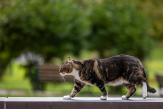 Illustration de l'article : Reconnu pour sa gentillesse, un chat reçoit un doctorat honorifique à l’université (vidéo)