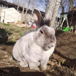 Illustration de l'article : 14 photos de lapins qui feront forcément fondre votre cœur