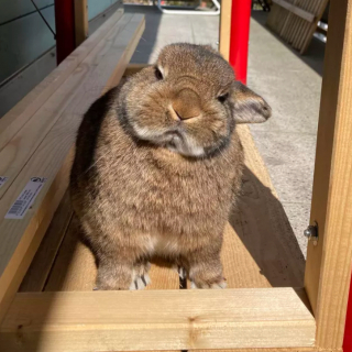 Illustration de l'article : 14 photos de lapins qui feront forcément fondre votre cœur