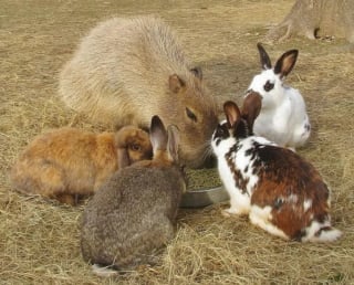 Illustration de l'article : 14 photos de lapins qui feront forcément fondre votre cœur