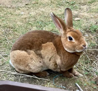 Illustration de l'article : 14 photos de lapins qui feront forcément fondre votre cœur