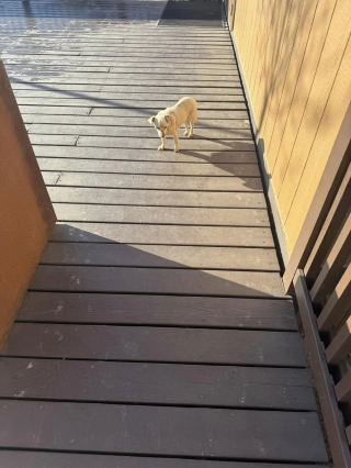 Illustration de l'article : Abandonnée dans le désert, une petite chienne supplie les ouvriers d’un chantier de construction de l’aider