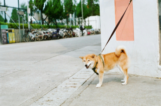Illustration de l'article : Découvrez comment déduire en 5 secondes si le sol est trop chaud pour promener votre chien