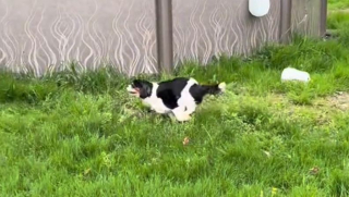 Illustration de l'article : Sauvée d’une vie de négligence et de confinement, cette chienne a une réaction touchante lorsqu’elle découvre le jardin de sa famille d’accueil (vidéo)