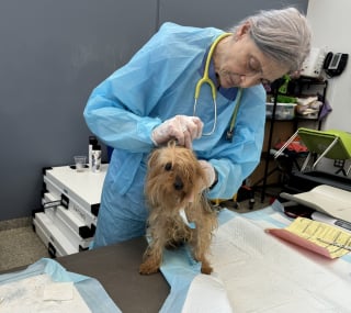 Illustration de l'article : Un refuge mobilise son équipe en urgence après la découverte de 83 chiens détenus dans des conditions déplorables chez une personne seule