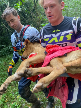 Illustration de l'article : Une chienne immobile en pleine forêt manque de peu d'être renversée par des passionnés de motocross qui décident de la secourir