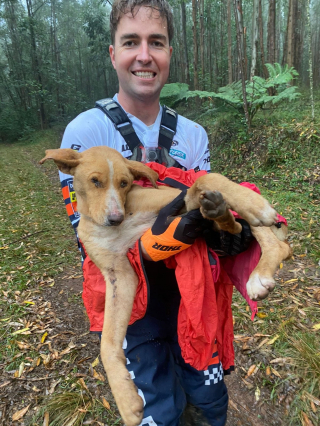 Illustration de l'article : Une chienne immobile en pleine forêt manque de peu d'être renversée par des passionnés de motocross qui décident de la secourir