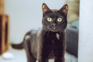 Illustration de l'article : Ce chat abandonné dans une boîte en carton change radicalement de comportement après sa première visite chez le vétérinaire