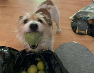 Illustration de l'article : L’impressionnante collection de balles d’un chien, qui les récupère quotidiennement près d’un terrain de tennis