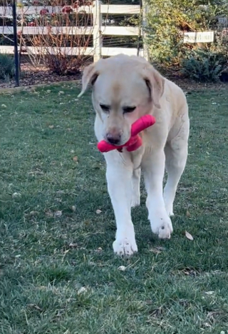 Illustration de l'article : Un labrador handicapé trouve enfin le bonheur grâce à l'amour de sa famille (vidéo)