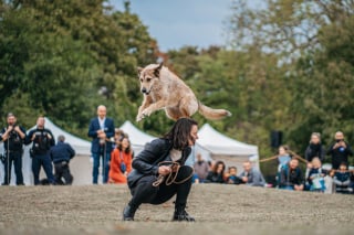 Illustration de l'article : Entretien avec les coachs du chien Kodi, vainqueur de la Palm Dog Woopets 2024 : « Laetitia Dosch est tout de suite devenue fan de lui »