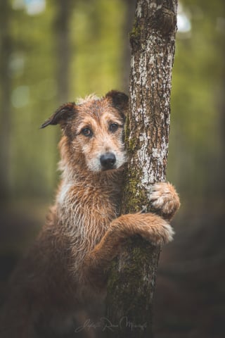 Illustration de l'article : Entretien avec les coachs du chien Kodi, vainqueur de la Palm Dog Woopets 2024 : « Laetitia Dosch est tout de suite devenue fan de lui »