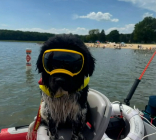 Illustration de l'article : Une chienne de sauvetage aquatique assurant sa première patrouille passe en mode "héroïne" en voyant 2 jet-skieurs en détresse