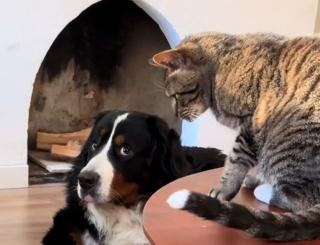 Illustration de l'article : Ce grand Bouvier Bernois devient tout petit face au chat de la famille (vidéo)