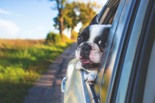 Illustration de l'article : 6 astuces pour aider votre chien à ne plus avoir peur des visites chez le vétérinaire