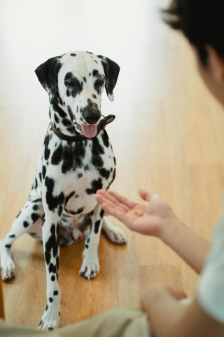 Illustration de l'article : 6 astuces pour aider votre chien à ne plus avoir peur des visites chez le vétérinaire