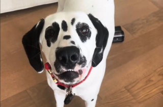 Illustration de l'article : Une jeune femme trouve enfin l'explication derrière la disparition des jouets de son Dalmatien (vidéo)