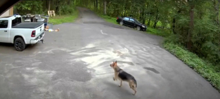 Illustration de l'article : La sage décision d'un chien s'étant retrouvé face à une ourse en colère au moment où lui et sa maîtresse sortaient les poubelles