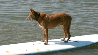 Illustration de l'article : Chase, un chien senior, devient accro au wakeboard et surfe avec son propriétaire