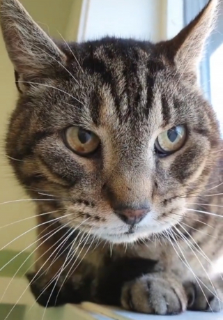 Illustration de l'article : Un chat de 17 ans trouve du réconfort après la perte de sa maîtresse grâce à un refuge (vidéo)