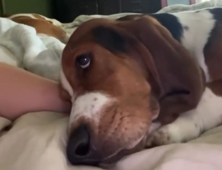 Illustration de l'article : Un Basset Hound terrifié par les humains offre à sa maîtresse le plus beau des cadeaux de fête des mères (vidéo)