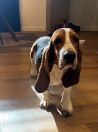 Illustration de l'article : Un Basset Hound terrifié par les humains offre à sa maîtresse le plus beau des cadeaux de fête des mères (vidéo)