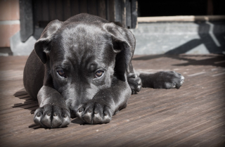 Illustration de l'article : 7 conseils permettant de venir à bout des odeurs d’urine de chien