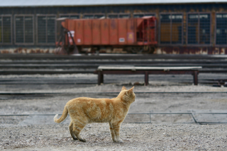 Illustration de l'article : Pour assurer la relève de sa mascotte bien-aimée, un atelier de maintenance ferroviaire forme une belle équipe de chats roux