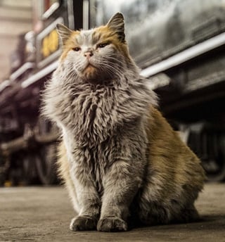 Illustration de l'article : Pour assurer la relève de sa mascotte bien-aimée, un atelier de maintenance ferroviaire forme une belle équipe de chats roux