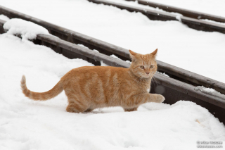 Illustration de l'article : Pour assurer la relève de sa mascotte bien-aimée, un atelier de maintenance ferroviaire forme une belle équipe de chats roux