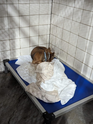 Illustration de l'article : Un chien sénior solitaire au refuge retrouve l'espoir grâce à une mère d'accueil dévouée