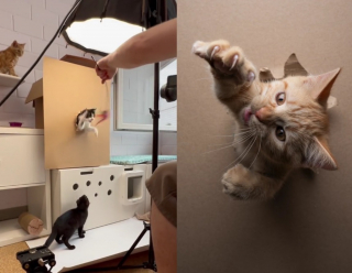 Illustration de l'article : Un photographe passionné de chats dévoile les coulisses de sa nouvelle série de portraits de chatons traversant un mur de papier (vidéo) 