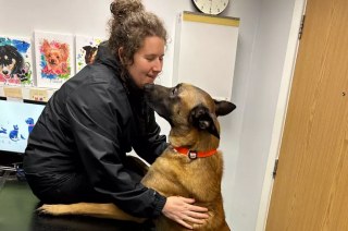 Illustration de l'article : Grâce à la réactivité d’une vétérinaire, ce chien échappe de justesse au pire et obtient une seconde chance dans la vie