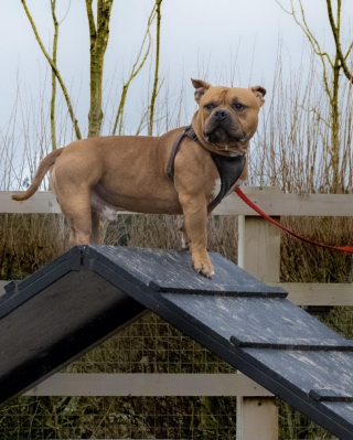 Illustration de l'article : Grâce à la réactivité d’une vétérinaire, ce chien échappe de justesse au pire et obtient une seconde chance dans la vie