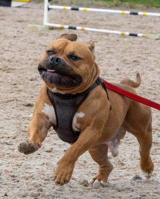 Illustration de l'article : Grâce à la réactivité d’une vétérinaire, ce chien échappe de justesse au pire et obtient une seconde chance dans la vie